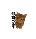 ベンガルのテン①（個別スタンプ：15）