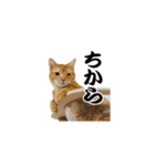 ベンガルのテン①（個別スタンプ：16）