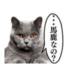 ⚫️猫のメンズコーチ32匹www【危機感煽る】（個別スタンプ：27）