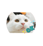 そるにゃんズcat（個別スタンプ：2）