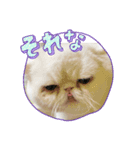 そるにゃんズcat（個別スタンプ：3）
