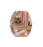 そるにゃんズcat（個別スタンプ：4）