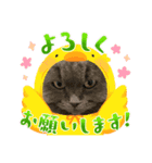 そるにゃんズcat（個別スタンプ：6）