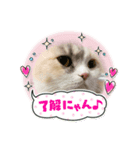 そるにゃんズcat（個別スタンプ：8）
