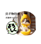 Japan0008猫ミーム（個別スタンプ：4）