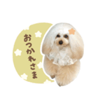 毎日使える♪テディのLINEスタンプ（個別スタンプ：1）