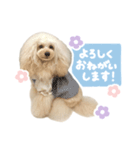 毎日使える♪テディのLINEスタンプ（個別スタンプ：2）