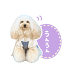 毎日使える♪テディのLINEスタンプ（個別スタンプ：3）