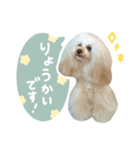 毎日使える♪テディのLINEスタンプ（個別スタンプ：4）