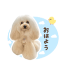 毎日使える♪テディのLINEスタンプ（個別スタンプ：5）