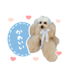 毎日使える♪テディのLINEスタンプ（個別スタンプ：7）