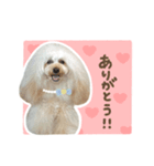 毎日使える♪テディのLINEスタンプ（個別スタンプ：8）