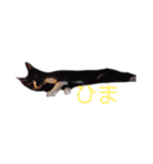 うちの猫 ごましお（個別スタンプ：13）