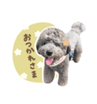 毎日使える♪あずきのLINEスタンプ（個別スタンプ：1）