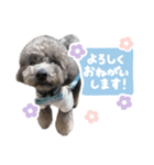 毎日使える♪あずきのLINEスタンプ（個別スタンプ：2）