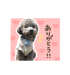 毎日使える♪あずきのLINEスタンプ（個別スタンプ：8）