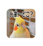 オカメインコのさまざまな表情（個別スタンプ：1）