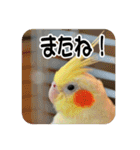 オカメインコのさまざまな表情（個別スタンプ：2）