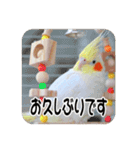 オカメインコのさまざまな表情（個別スタンプ：3）