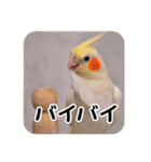 オカメインコのさまざまな表情（個別スタンプ：4）