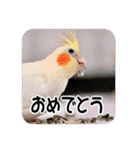 オカメインコのさまざまな表情（個別スタンプ：5）