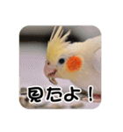 オカメインコのさまざまな表情（個別スタンプ：6）