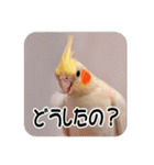 オカメインコのさまざまな表情（個別スタンプ：7）