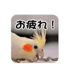 オカメインコのさまざまな表情（個別スタンプ：8）