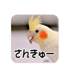 オカメインコのさまざまな表情（個別スタンプ：9）