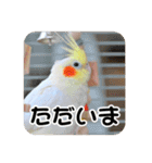 オカメインコのさまざまな表情（個別スタンプ：10）