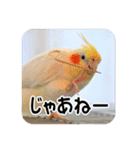 オカメインコのさまざまな表情（個別スタンプ：12）