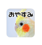 オカメインコのさまざまな表情（個別スタンプ：13）