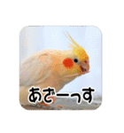 オカメインコのさまざまな表情（個別スタンプ：17）