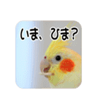 オカメインコのさまざまな表情（個別スタンプ：18）