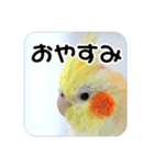 オカメインコのさまざまな表情（個別スタンプ：19）