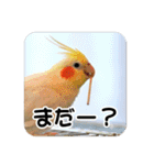 オカメインコのさまざまな表情（個別スタンプ：20）