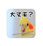 オカメインコのさまざまな表情（個別スタンプ：21）