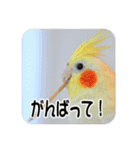 オカメインコのさまざまな表情（個別スタンプ：22）