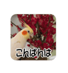 オカメインコのさまざまな表情（個別スタンプ：25）