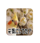 オカメインコのさまざまな表情（個別スタンプ：26）