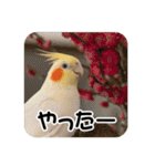 オカメインコのさまざまな表情（個別スタンプ：28）