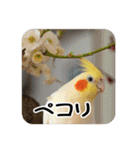 オカメインコのさまざまな表情（個別スタンプ：30）