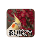 オカメインコのさまざまな表情（個別スタンプ：33）