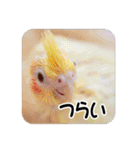 オカメインコのさまざまな表情（個別スタンプ：34）