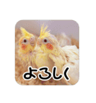 オカメインコのさまざまな表情（個別スタンプ：35）