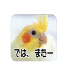 オカメインコのさまざまな表情（個別スタンプ：36）