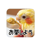 オカメインコのさまざまな表情（個別スタンプ：37）