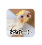 オカメインコのさまざまな表情（個別スタンプ：38）