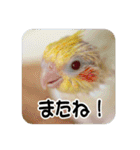 オカメインコのさまざまな表情（個別スタンプ：39）