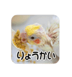 オカメインコのさまざまな表情（個別スタンプ：40）